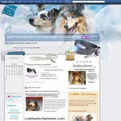 collieonline.se startsida 2015