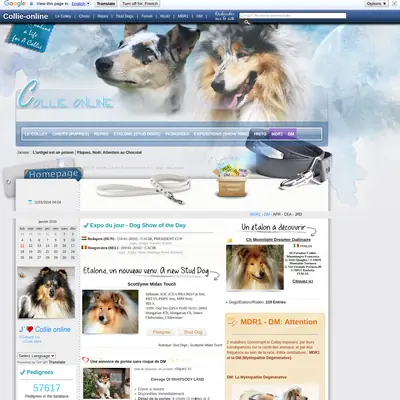 collieonline.se startsida 2016