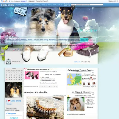collieonline.se startsida 2017