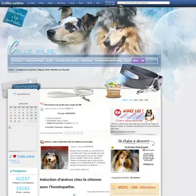 collieonline.se startsida 2018