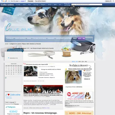 collieonline.se startsida 2019