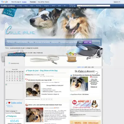 collieonline.se startsida 2020