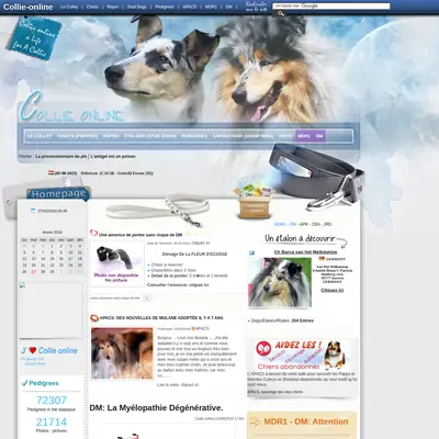 collieonline.se startsida 2024