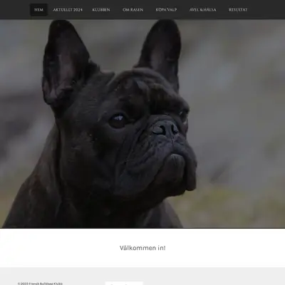 franskbulldoggklubb.se startsida 2024