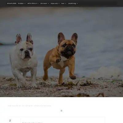 franskbulldoggklubb.se startsida 2026