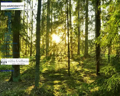 Kolmårdsnytt startsida 2019